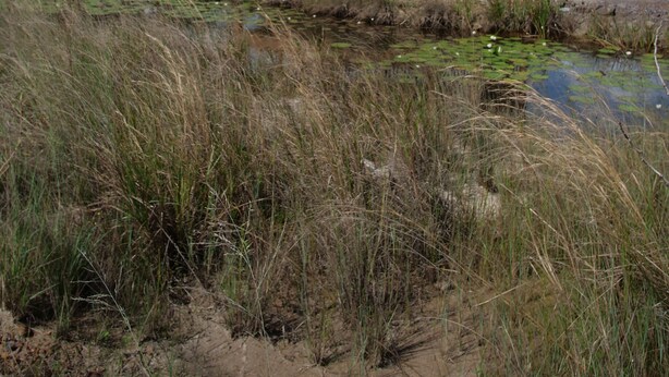 A two-story wooden structure with balconies, situated on a sandy beach with a pond and tall grasses in the foreground. - Savannah Sand Dollar (Hopkins)