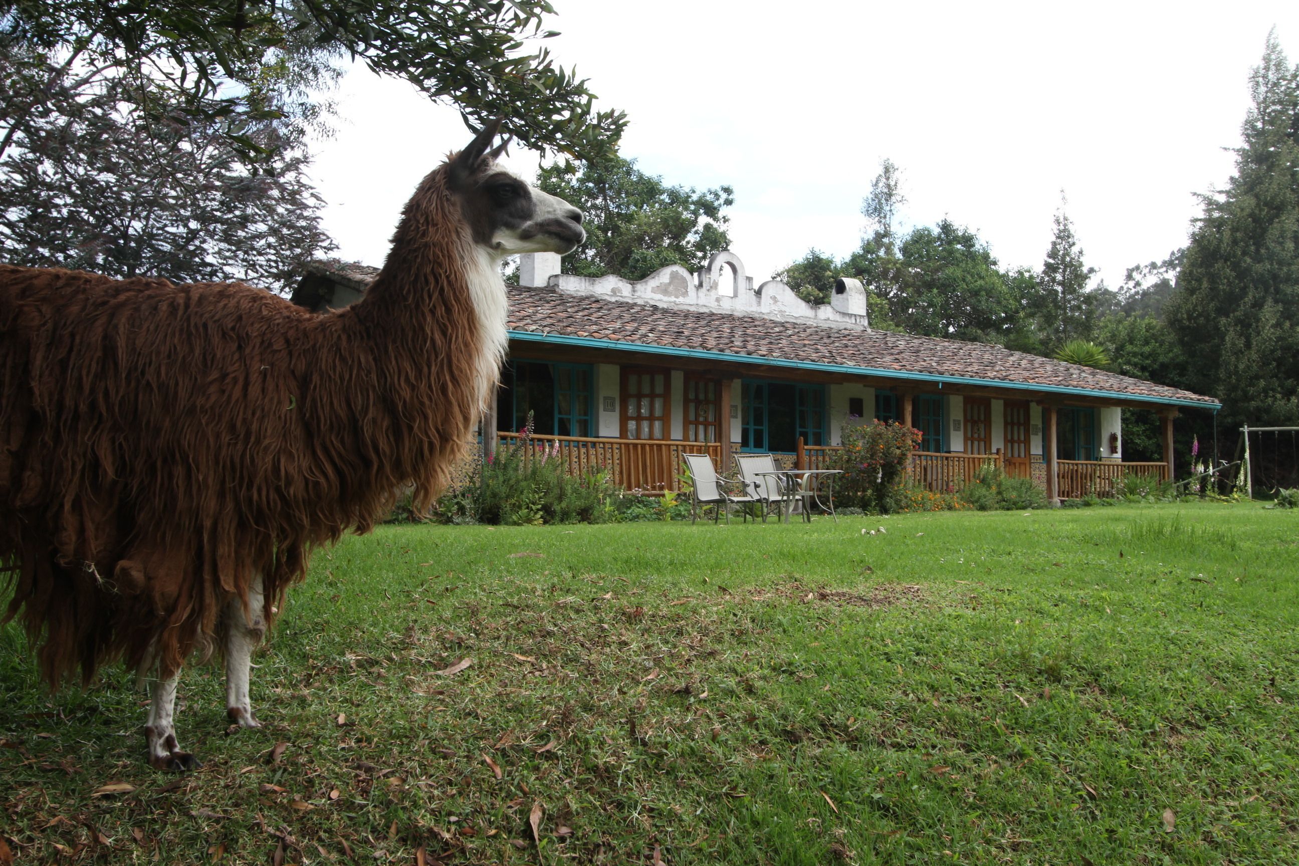 Una llama parada en un área con pasto, con un edificio al fondo.