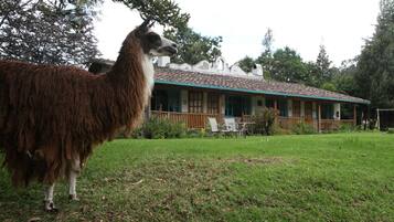 Una llama parada en un área con pasto, con un edificio al fondo.