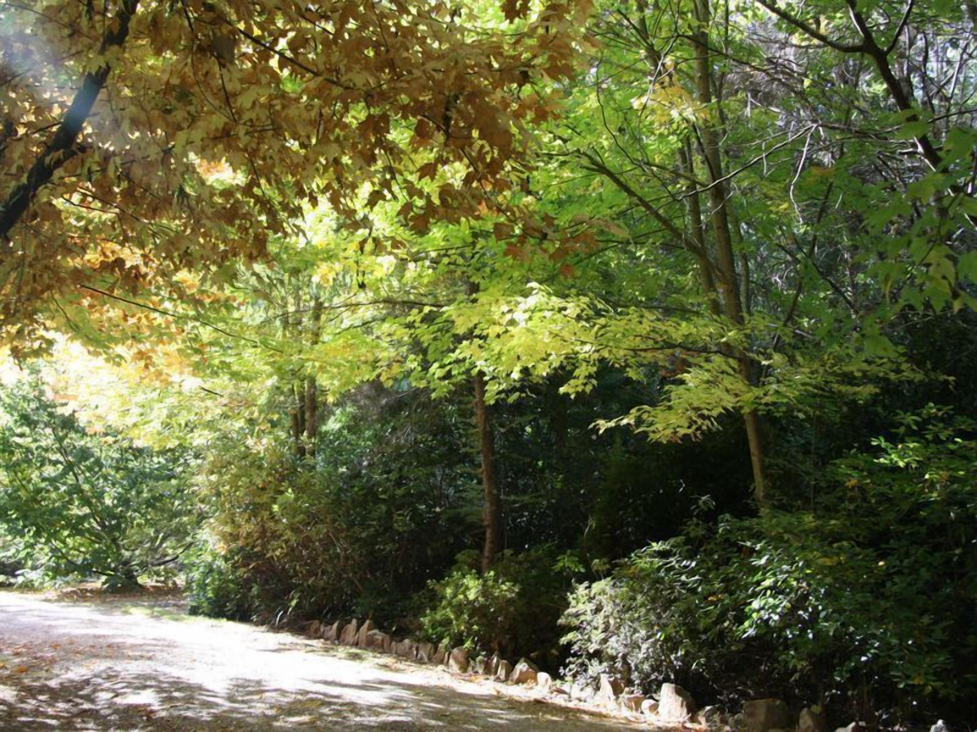 Une zone boisée bordée d’un muret en pierre le long d’un sentier.