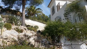 Un edifici blanc amb teulada d'estil clàssic, envoltat de vegetació i un gran arbre.