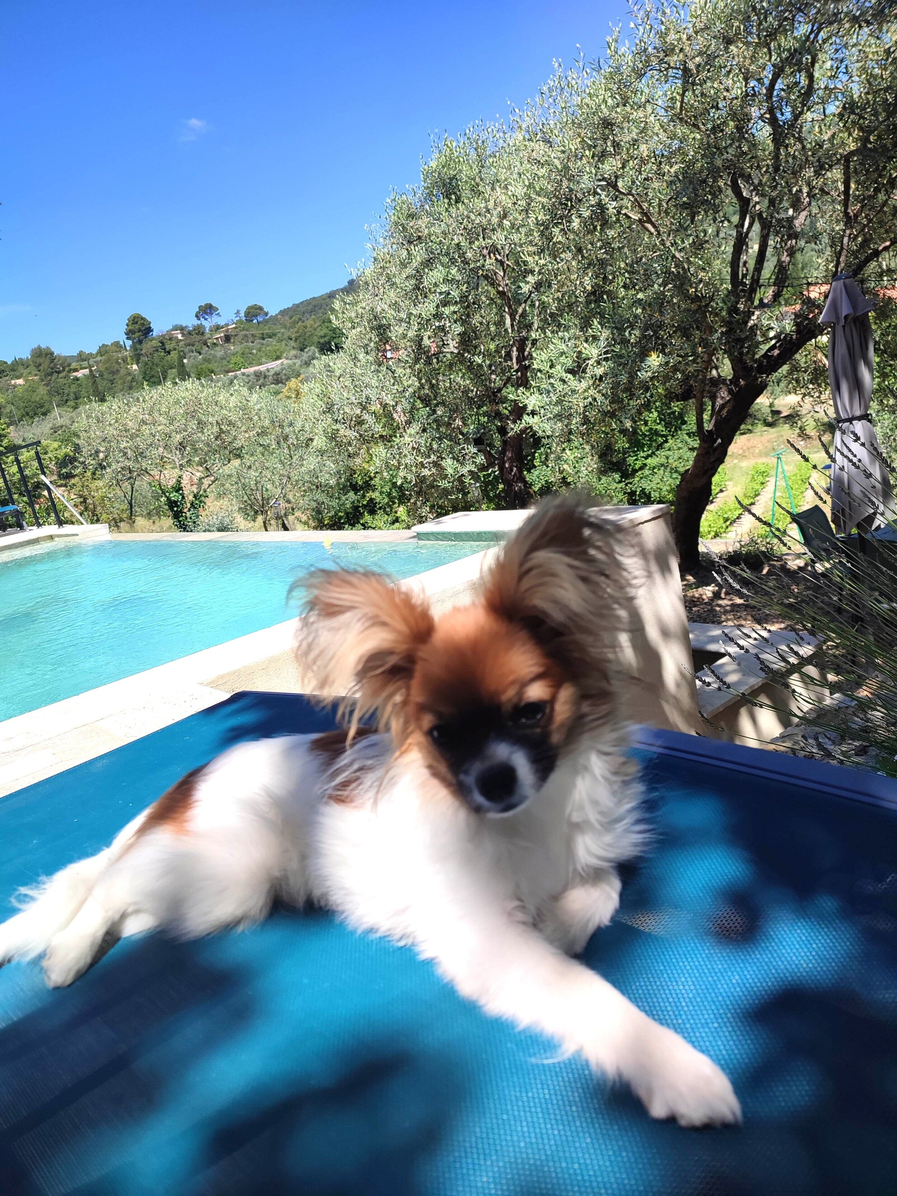 A dog lying on a blue lounge chair by a pool with a view of trees and hills.