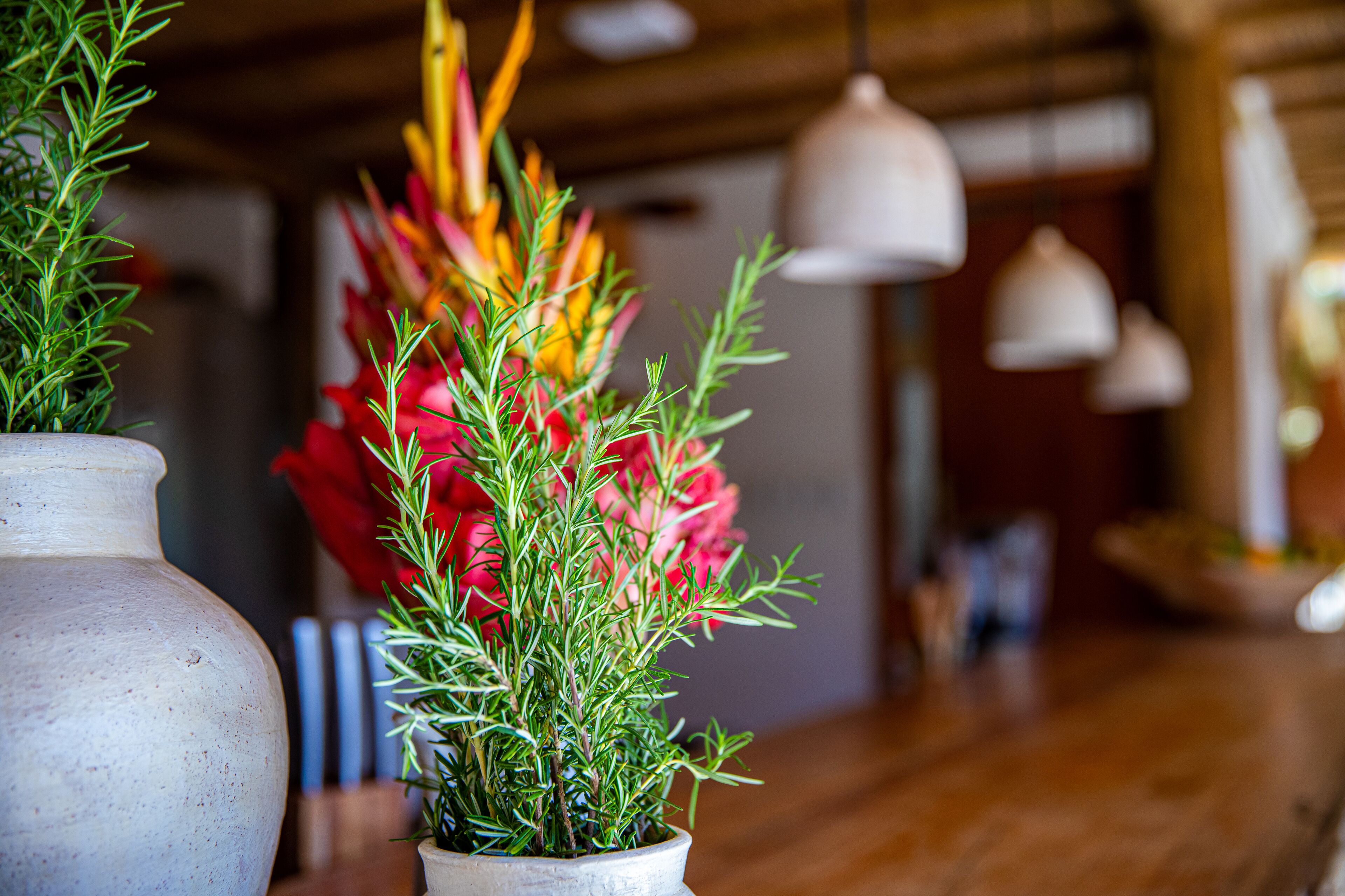 Una planta en maceta con follaje verde y rojo en un entorno rústico con vigas de madera y lámparas colgantes.