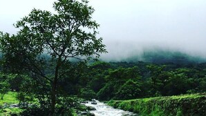 A river flowing through a lush green landscape with dense foliage and a tree in the foreground.