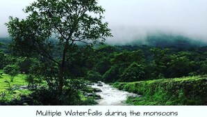A river with multiple waterfalls surrounded by lush greenery and a tree in the foreground.