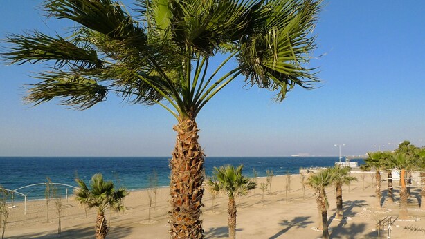 Una spiaggia con palme e una vista limpida sull'oceano.