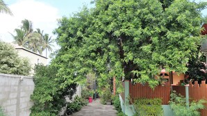 A narrow pathway flanked by lush greenery and a wooden fence, leading to a building with a red roof. - Kazette - Your Holiday Studio on Reunion Island (L'Étang Saint-Louis)