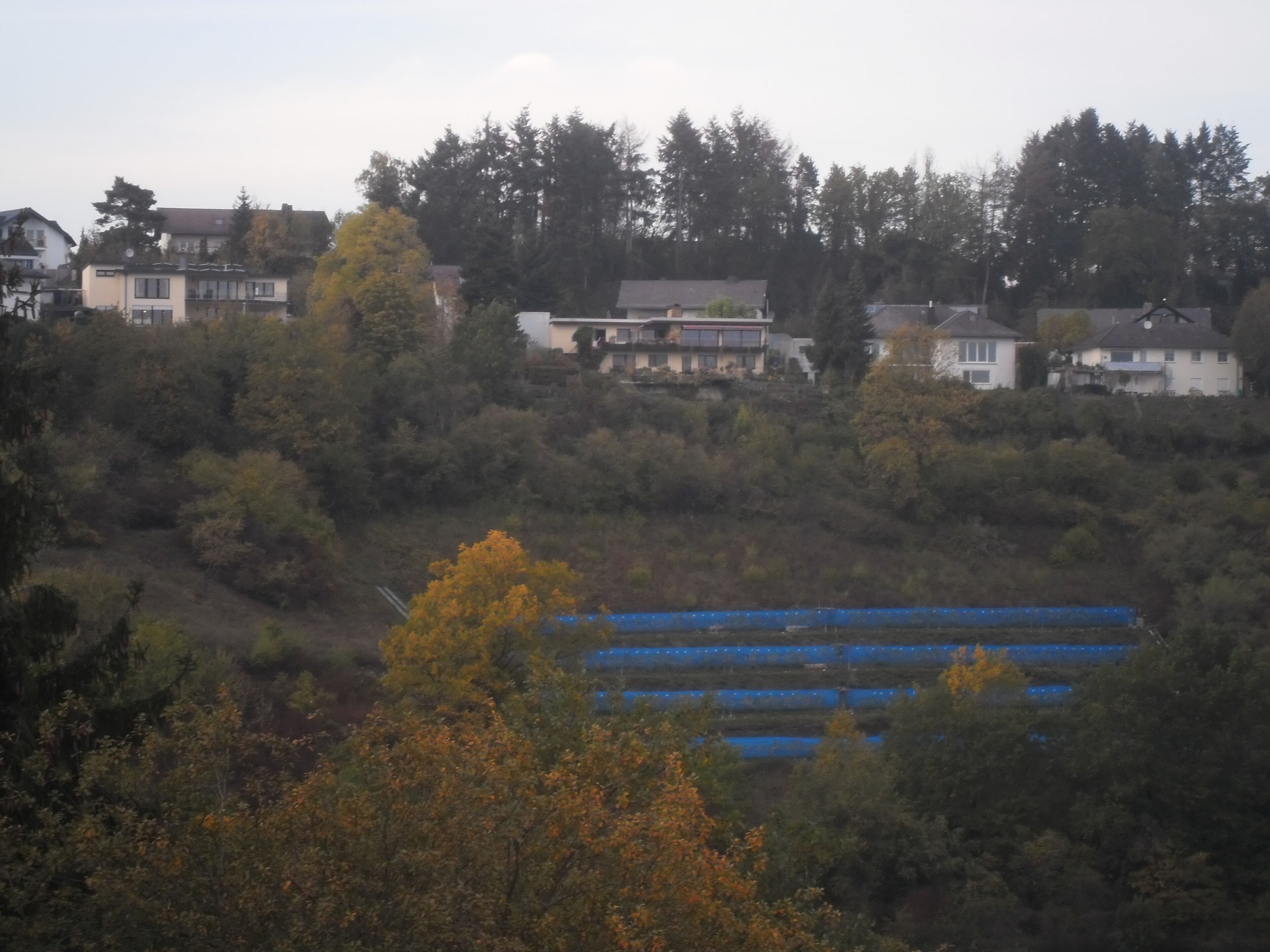 A residential area with houses, dense trees, and blue tarps on the ground.