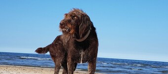 Apartment type 5 - Strandresidenz Karlshagen