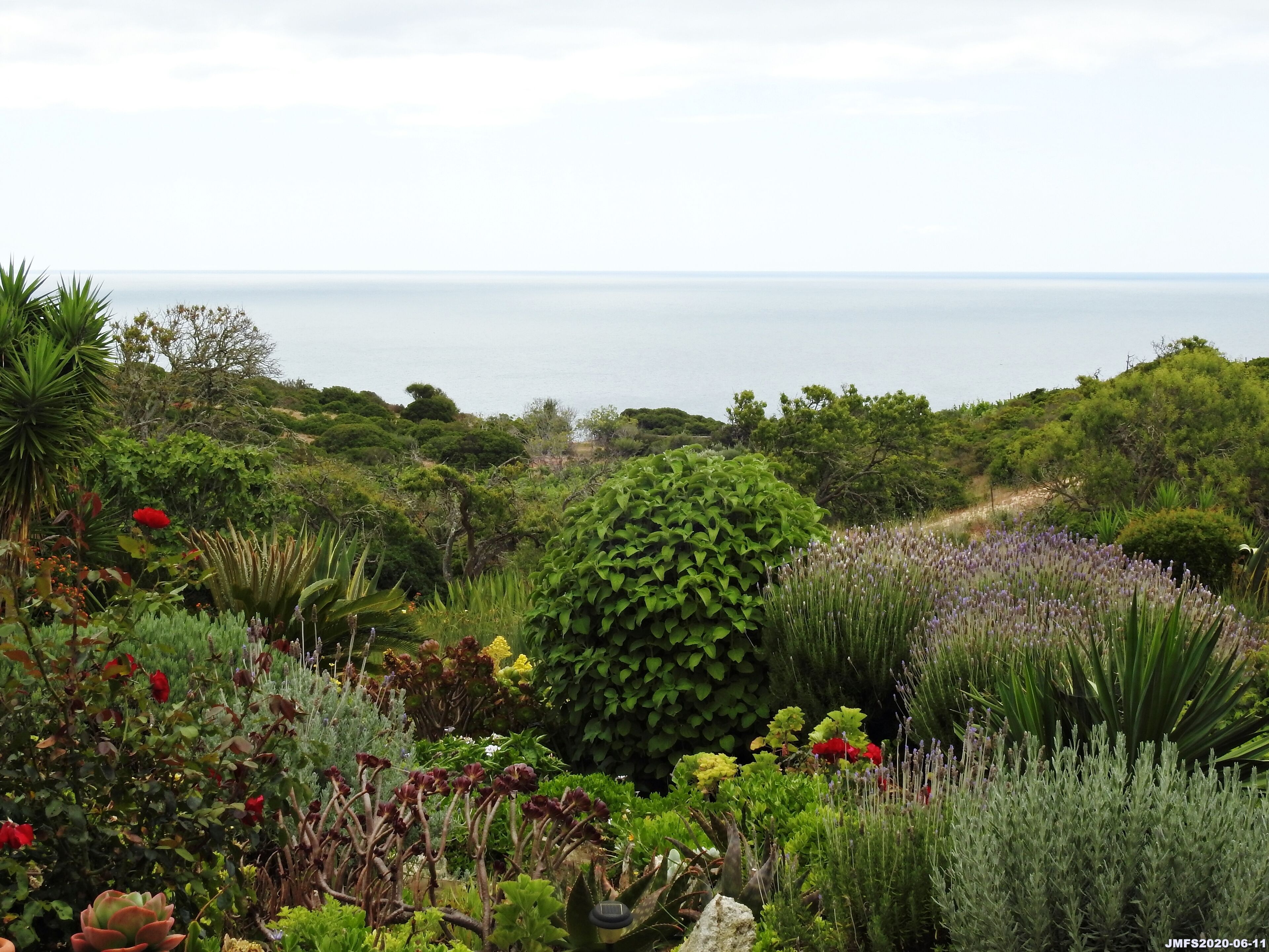 Een weelderige tuin met gevarieerde beplanting en uitzicht op zee.