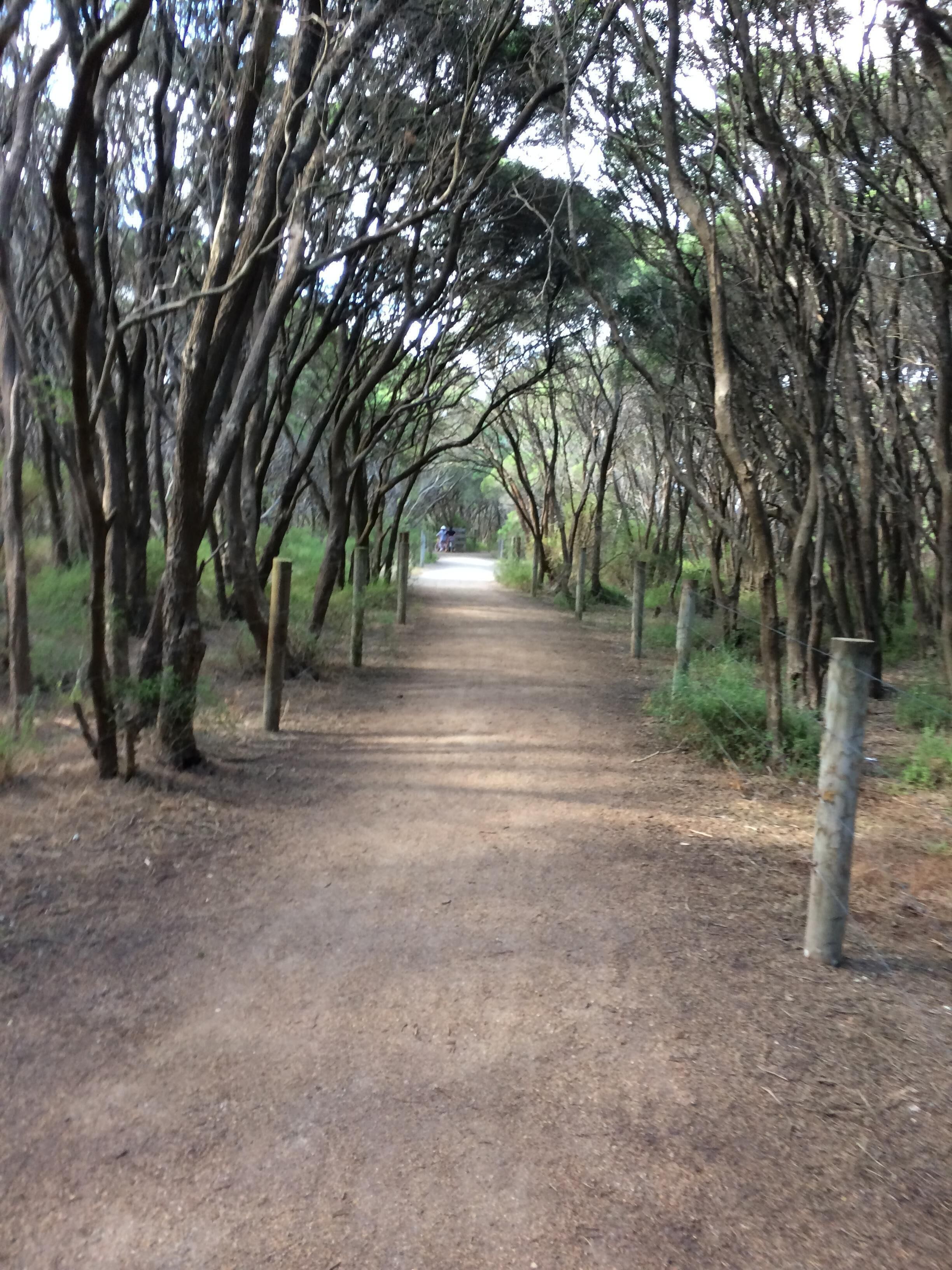 Un sentier de terre bordé d’arbres et de poteaux en bois, qui mène à une structure blanche située au loin.