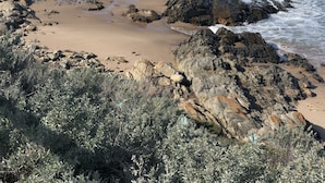 A rocky beach with waves crashing onto the shore, surrounded by dense shrubbery. - Sable Blanc on Newell - dogs allowed - 3 min walk to the beach & fabulous views. (Middleton)