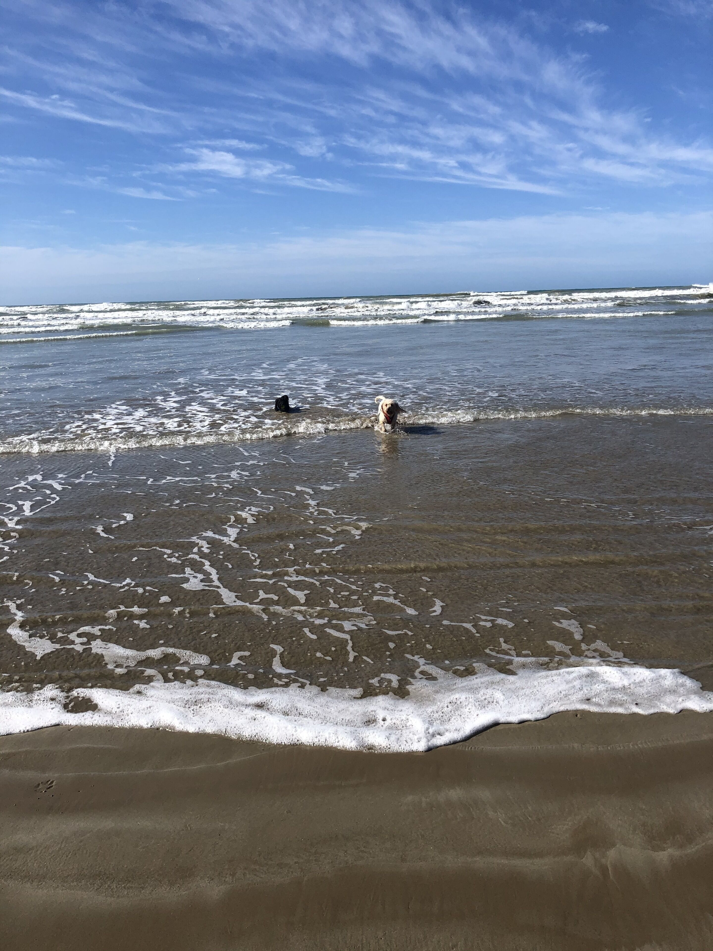 Sable Blanc on Newell - pets allowed - 3 min walk to the beach & fabulous views. — image 23