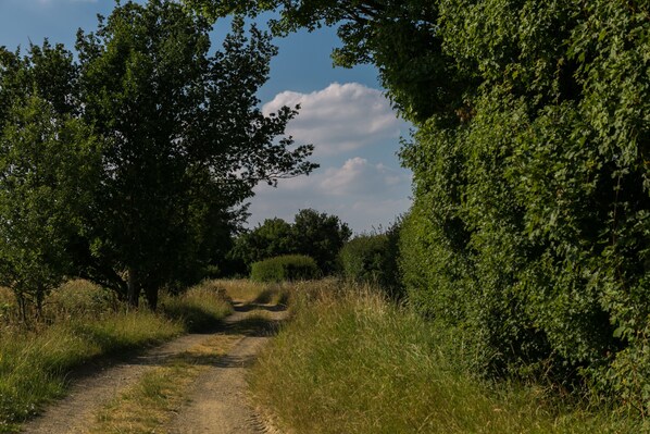 Un sentiero sterrato costeggiato da fitta vegetazione e alberi, che si inoltra in una zona boschiva.