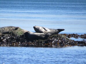 Beach nearby, beach towels