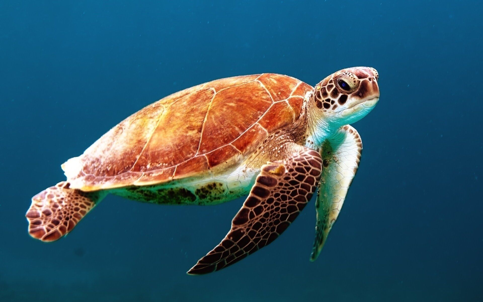 Une tortue de mer nage dans l’océan.