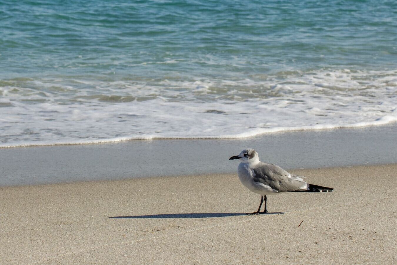 A seagull standing on a sandy beach with ocean waves in the background.