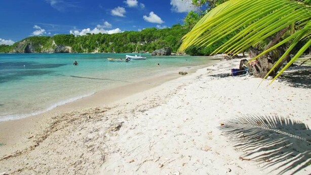 Una playa con aguas turquesas cristalinas, una orilla arenosa y una palmera.