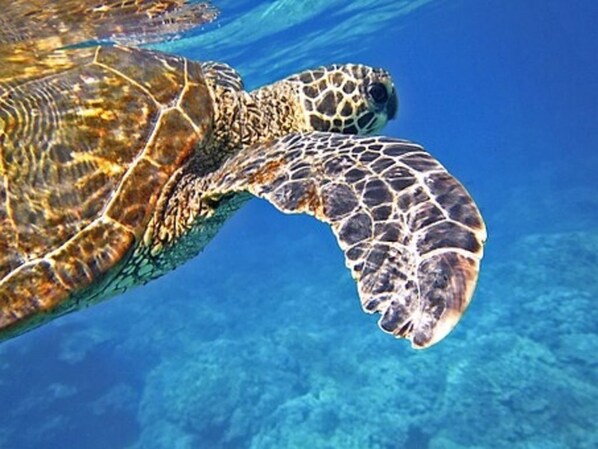 A sea turtle swimming in clear blue water. - Beautifully Furnished, New Renovation, A/C, Mtn/Ocean View, beach/golf/hiking! (Waianae)