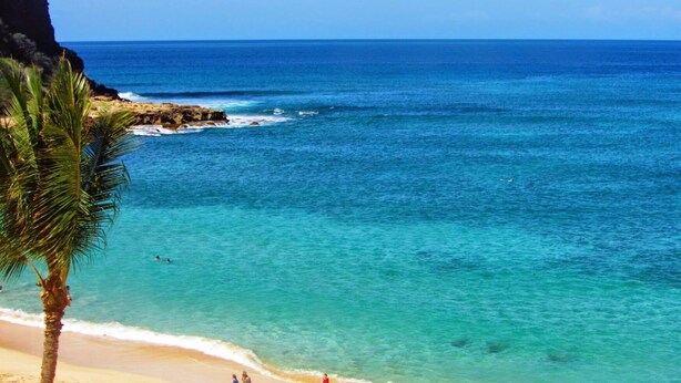 Une plage à l’eau turquoise et limpide, un rivage sablonneux et un palmier.
