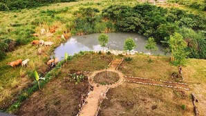 A rural landscape with a pond, grazing cattle, and a path leading to a small garden area. - Hu Moon Lake (Shoufeng)