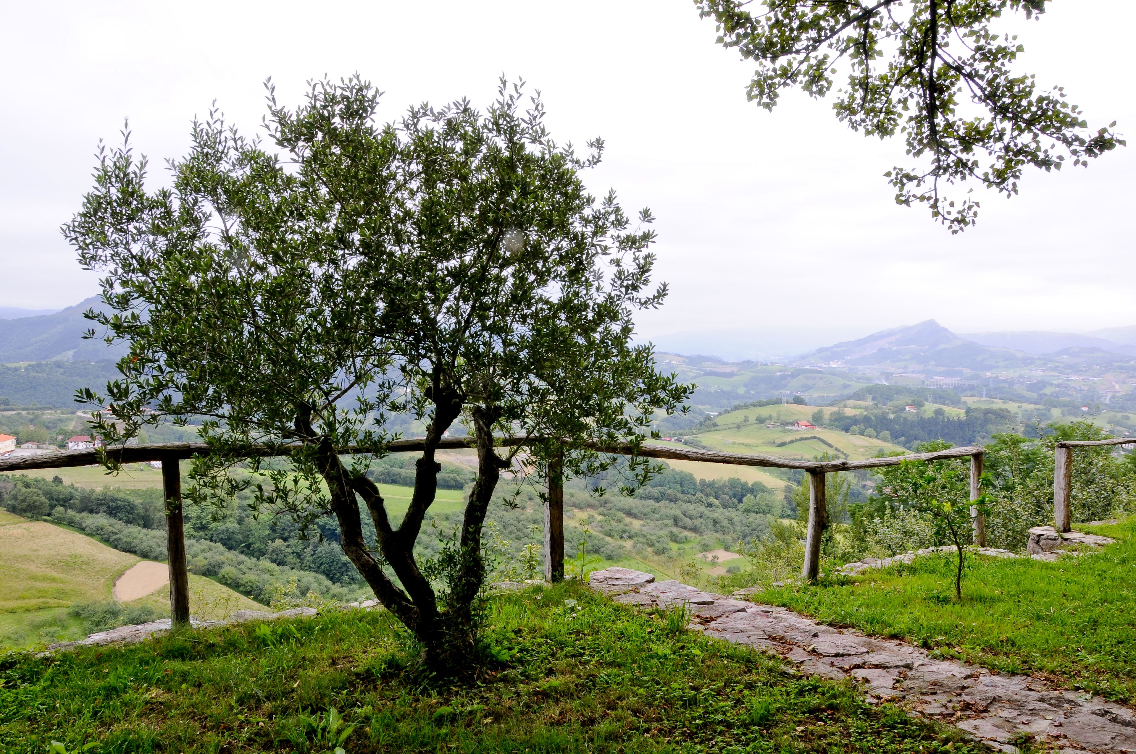 A tree with a wooden fence in a hilly landscape.