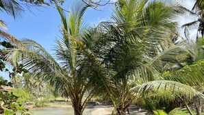 Un espace extérieur paisible, agrémenté de palmiers, d’un chemin de gravier et d’une étendue d’eau calme.