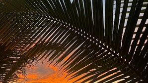 Une vue sur le coucher de soleil à travers les feuilles de palmiers, une mer calme et une côte lointaine.