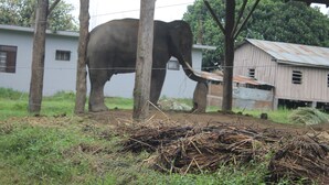 An elephant under a shelter with a pile of branches in the foreground.