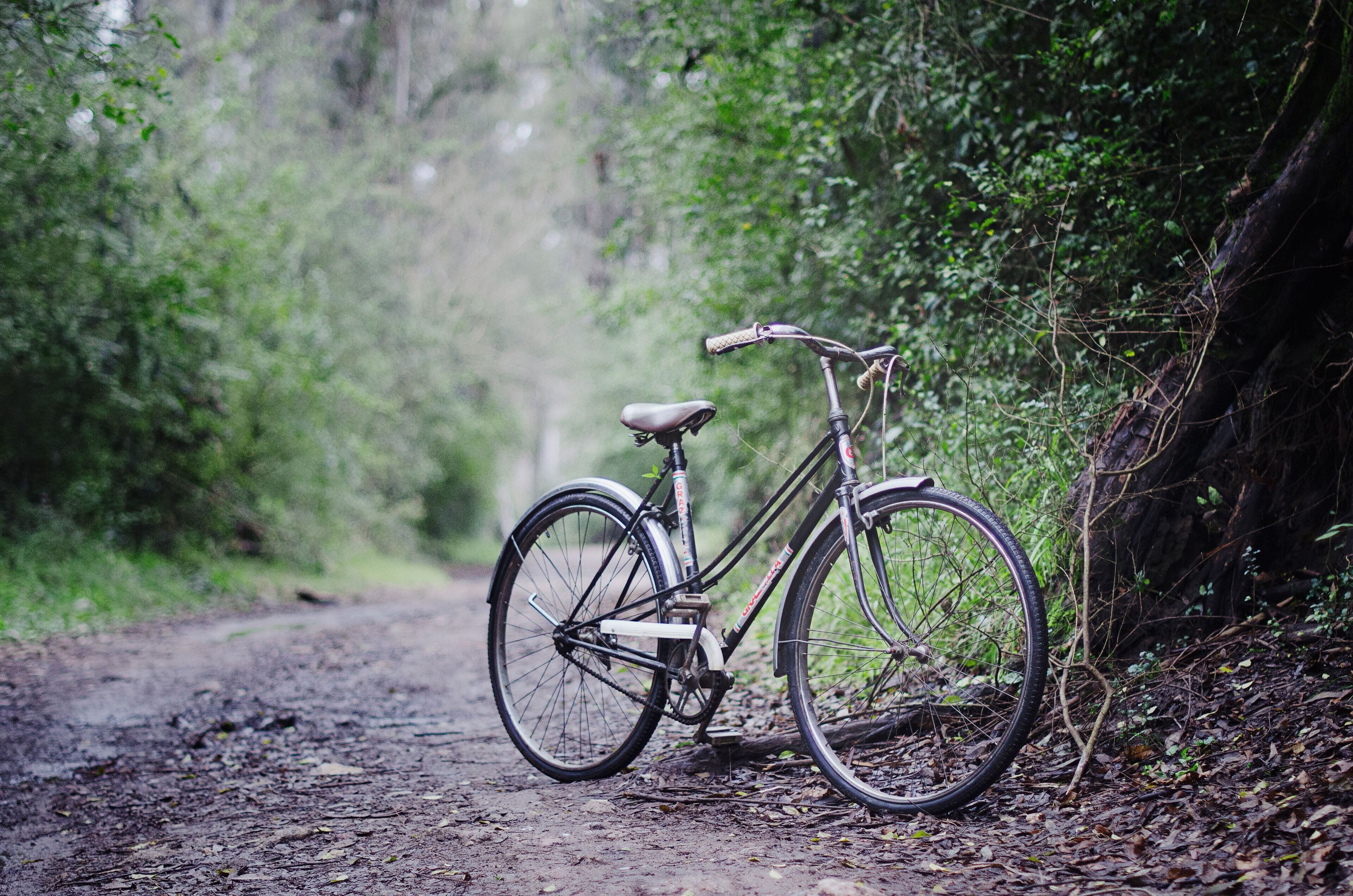 Una bicicleta estacionada en un sendero de tierra rodeada de abundante vegetación.