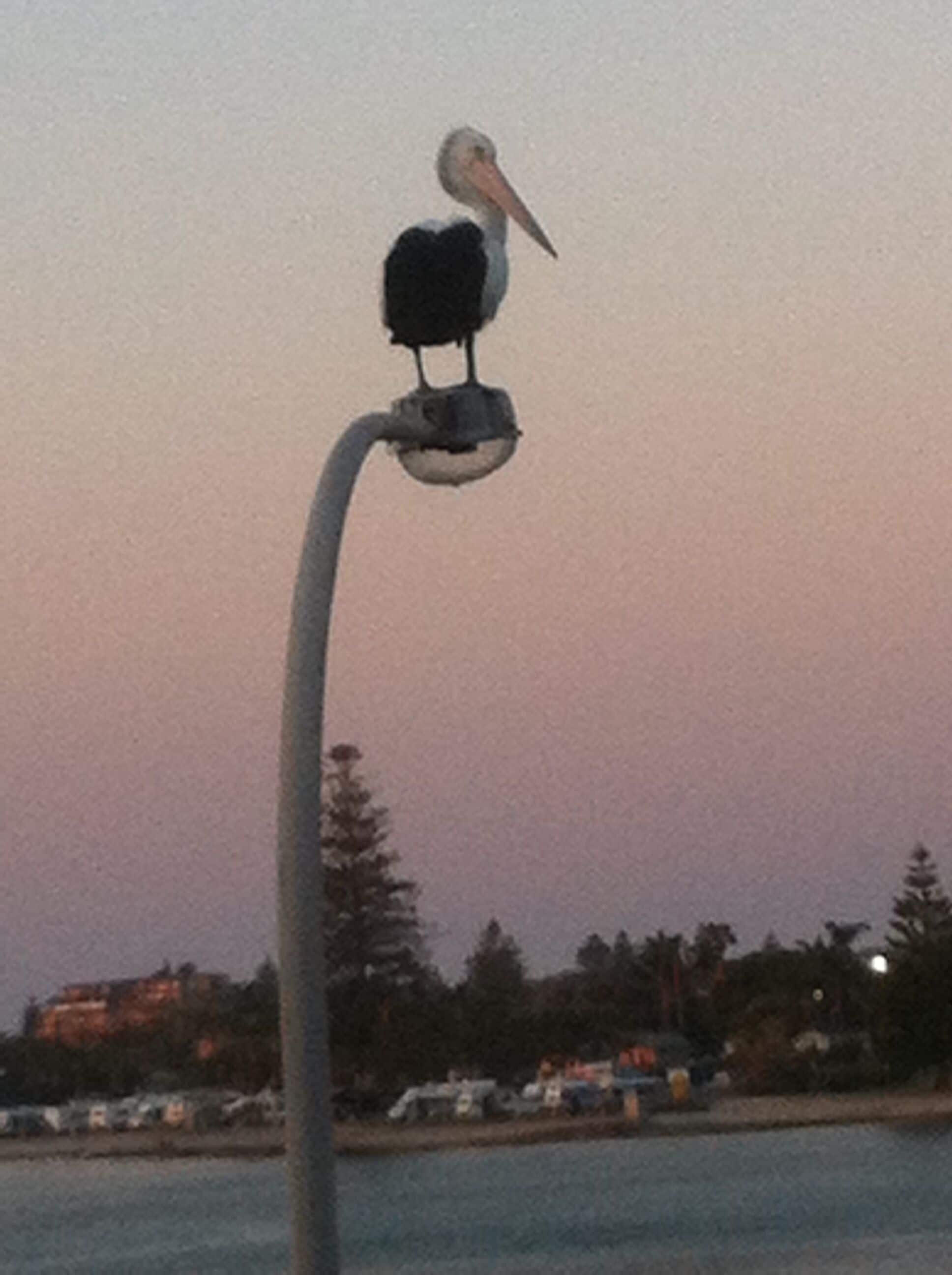 A pelican perched on a pole.