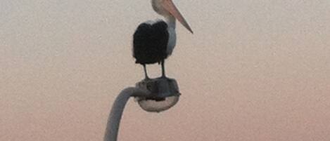 A pelican perched on a pole.