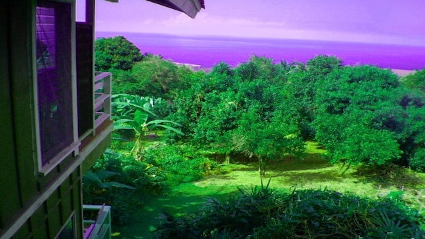 Um jardim exuberante com folhagem densa e vista para o mar.
