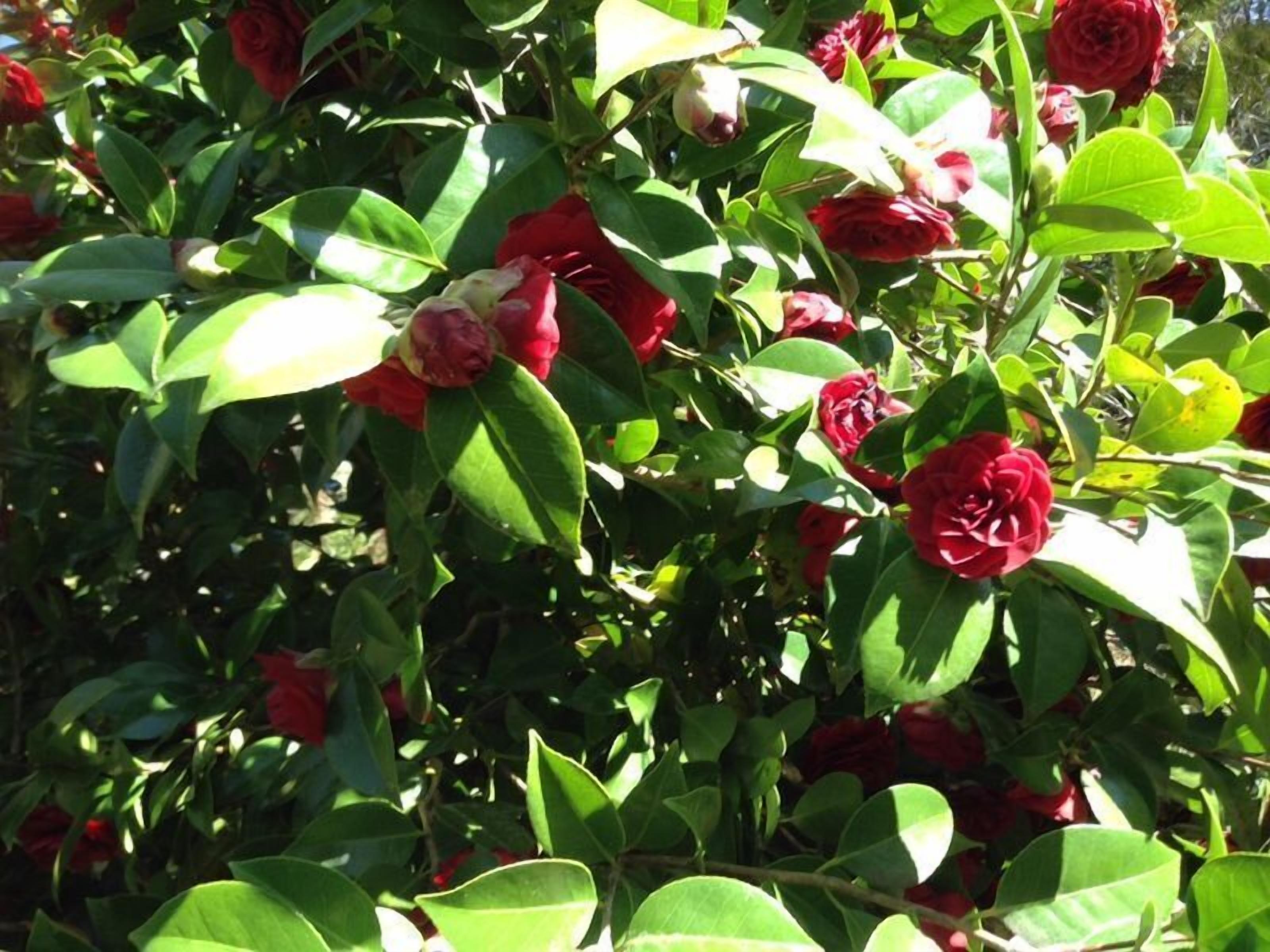 Adelaide Hills Bed and Breakfast — image 17