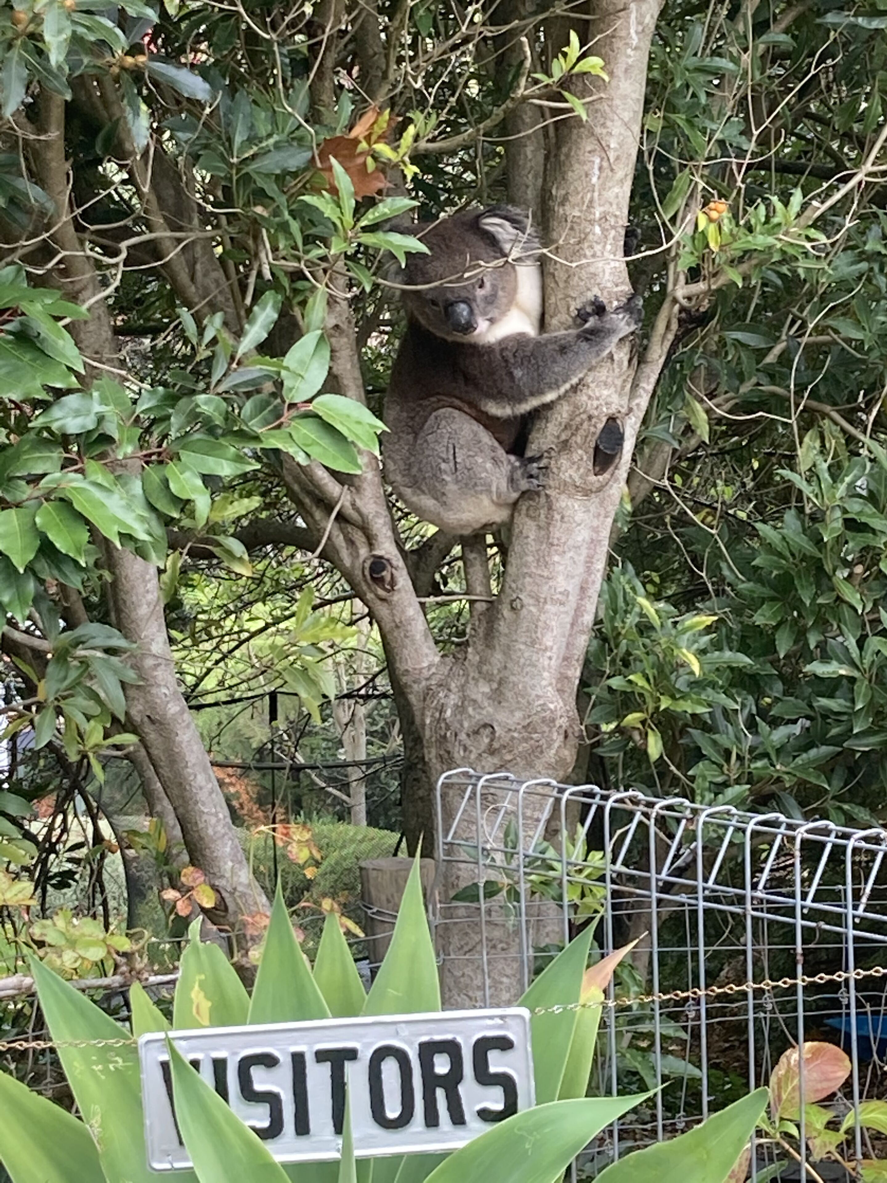 Adelaide Hills Bed and Breakfast — image 27