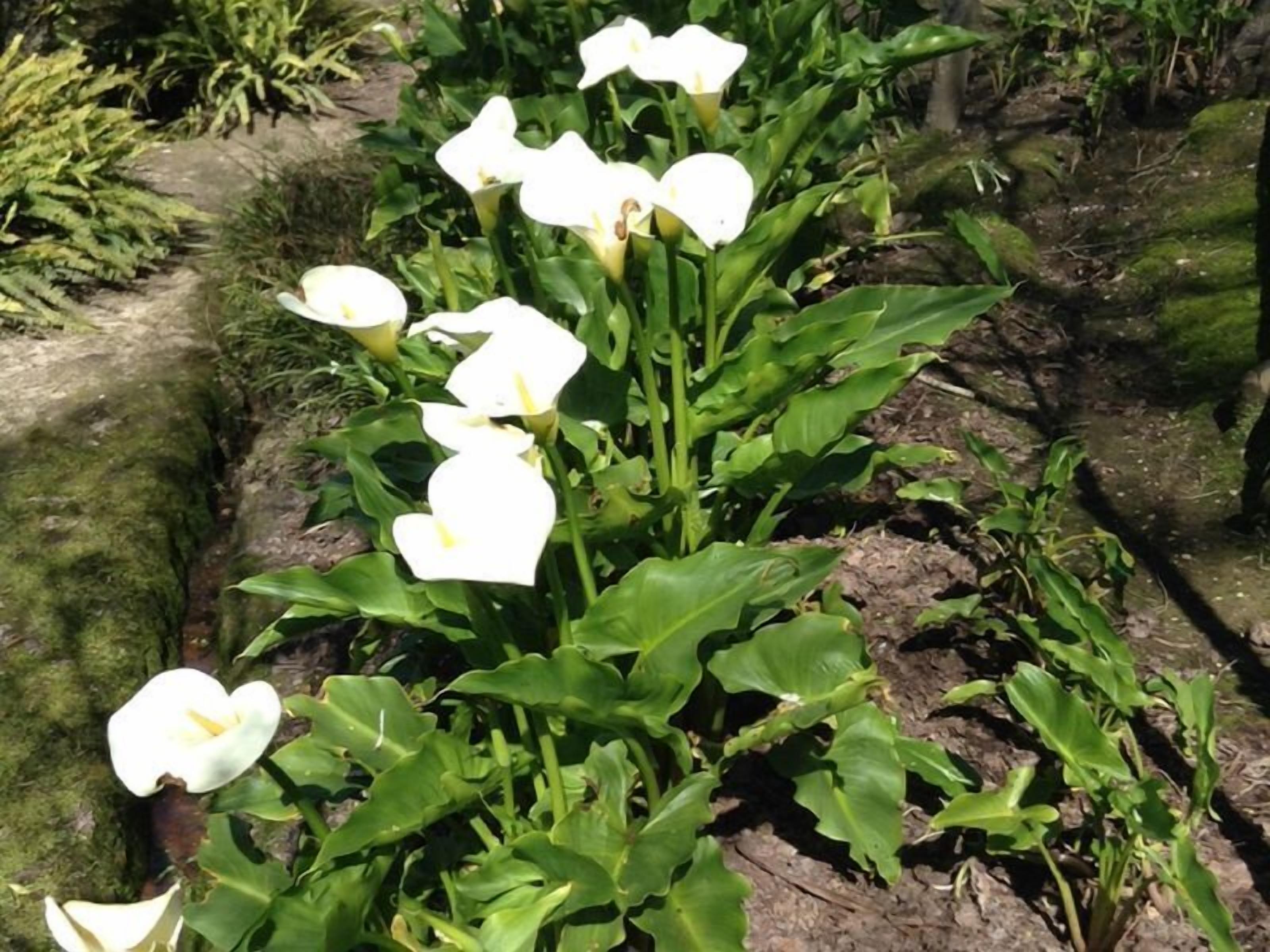 Adelaide Hills Bed and Breakfast — image 15