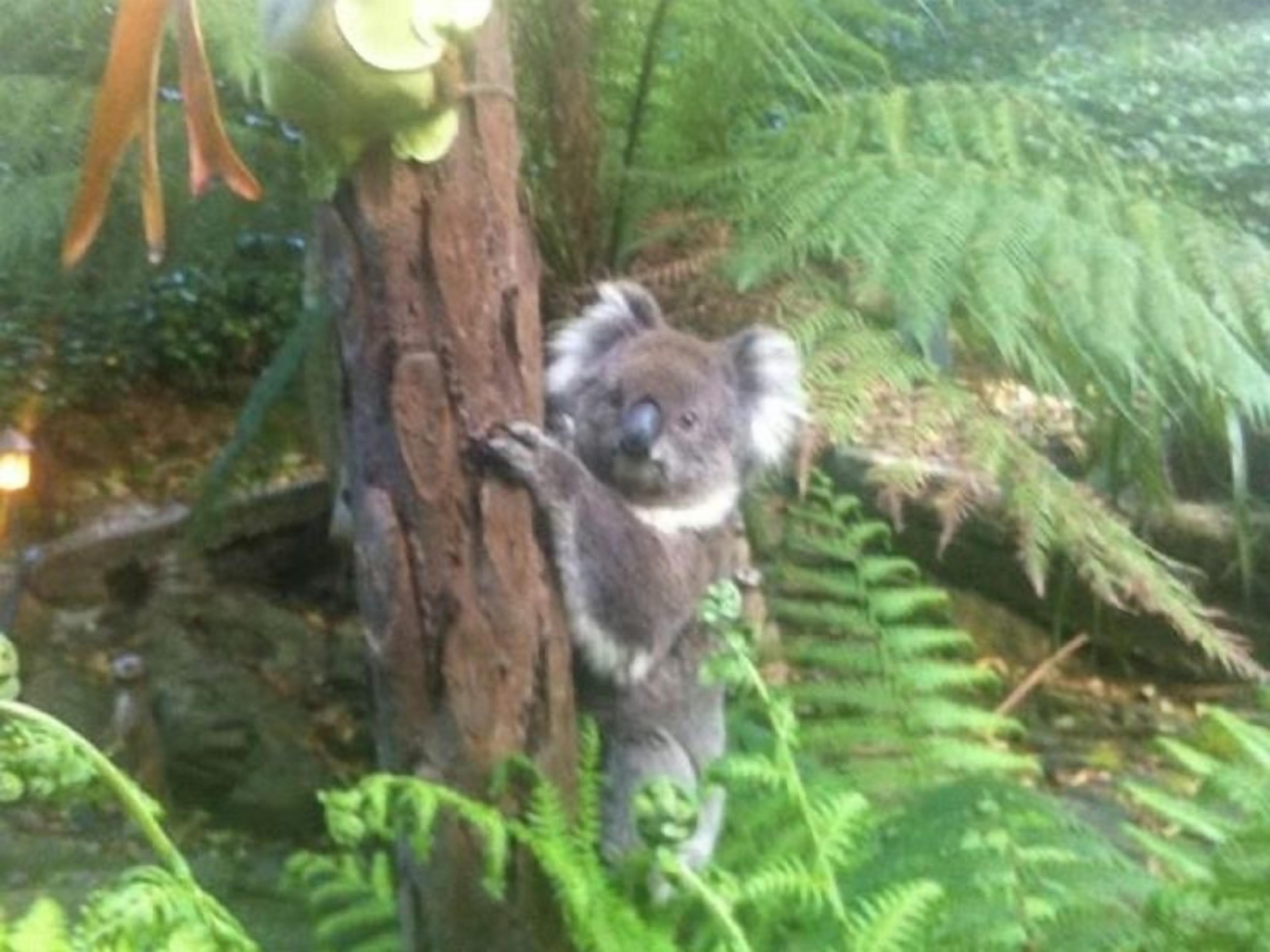 Adelaide Hills Bed and Breakfast — image 16