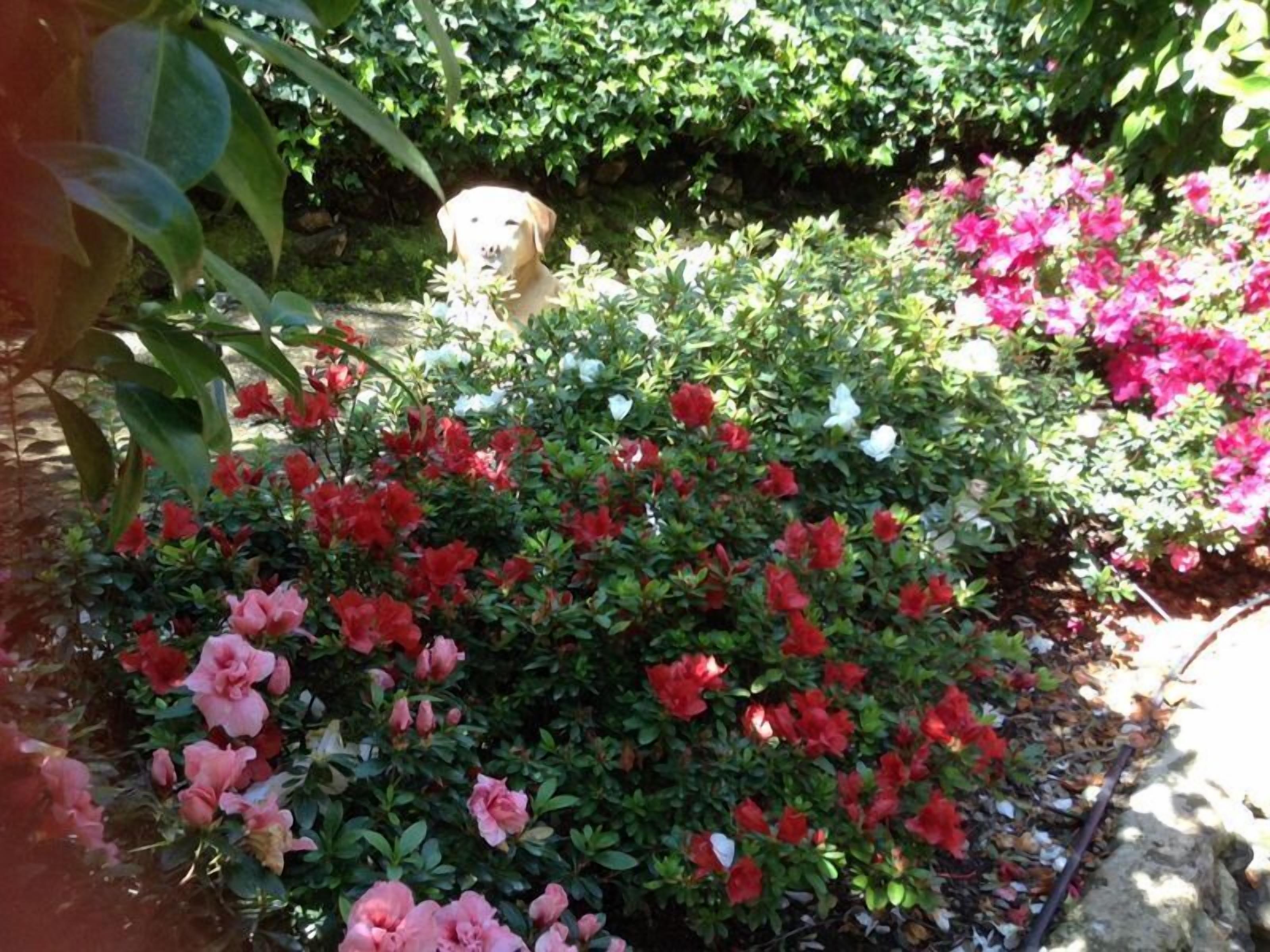 Adelaide Hills Bed and Breakfast — image 14