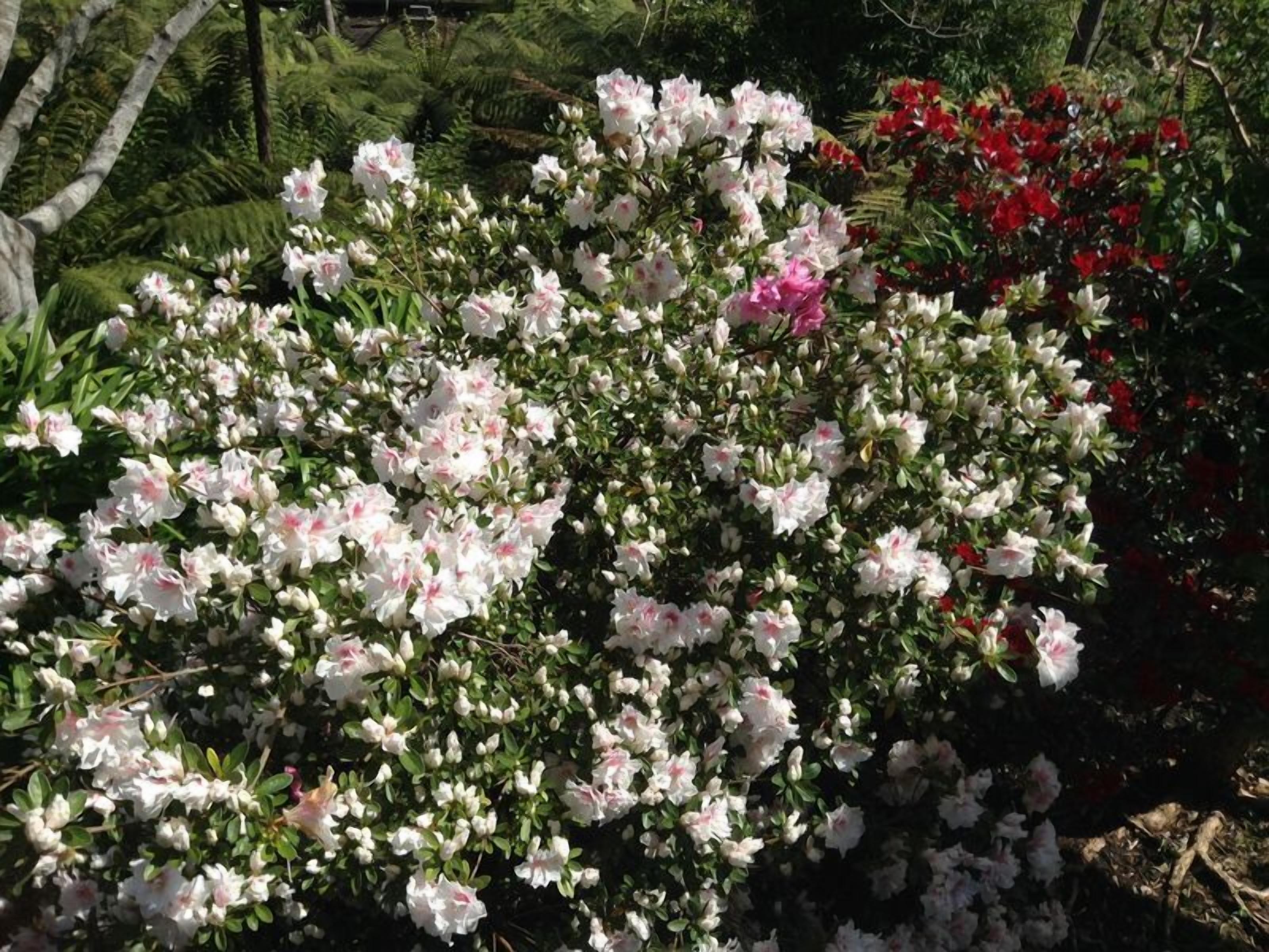 Adelaide Hills Bed and Breakfast — image 18