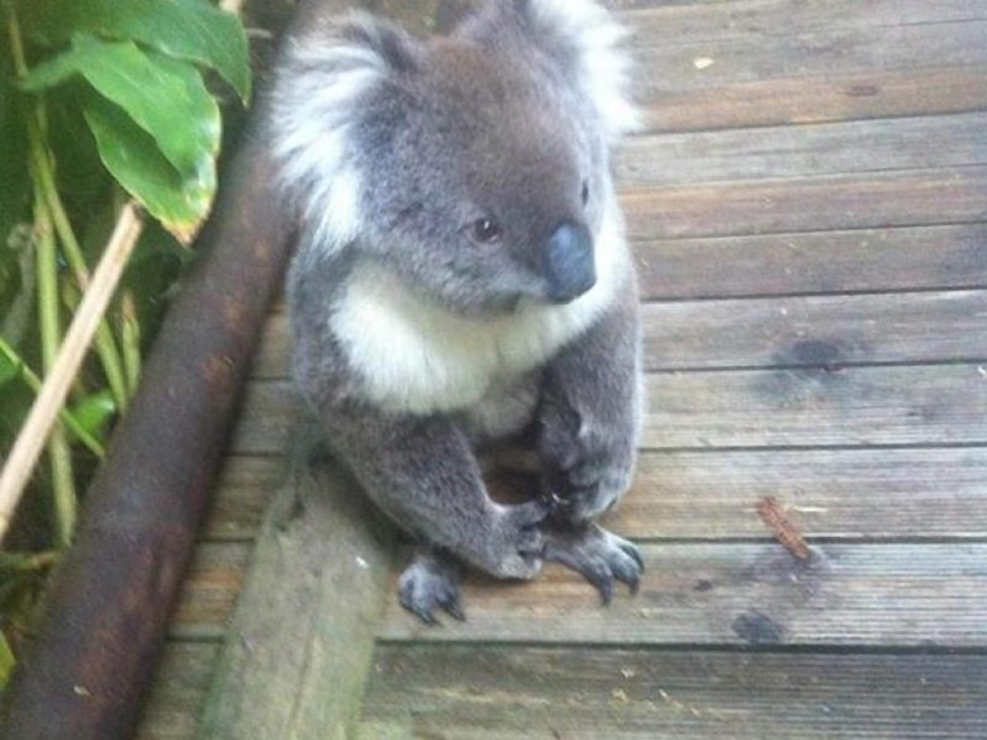 Adelaide Hills Bed and Breakfast — image 4