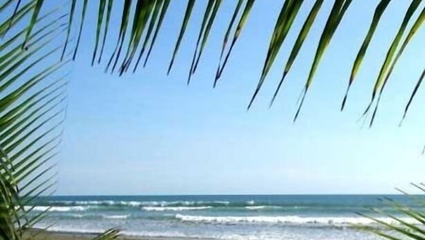 Uma praia com palmeiras e ondas do mar.