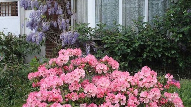Una casa con ventanal saliente, una enredadera morada con flores y arbustos rosados.
