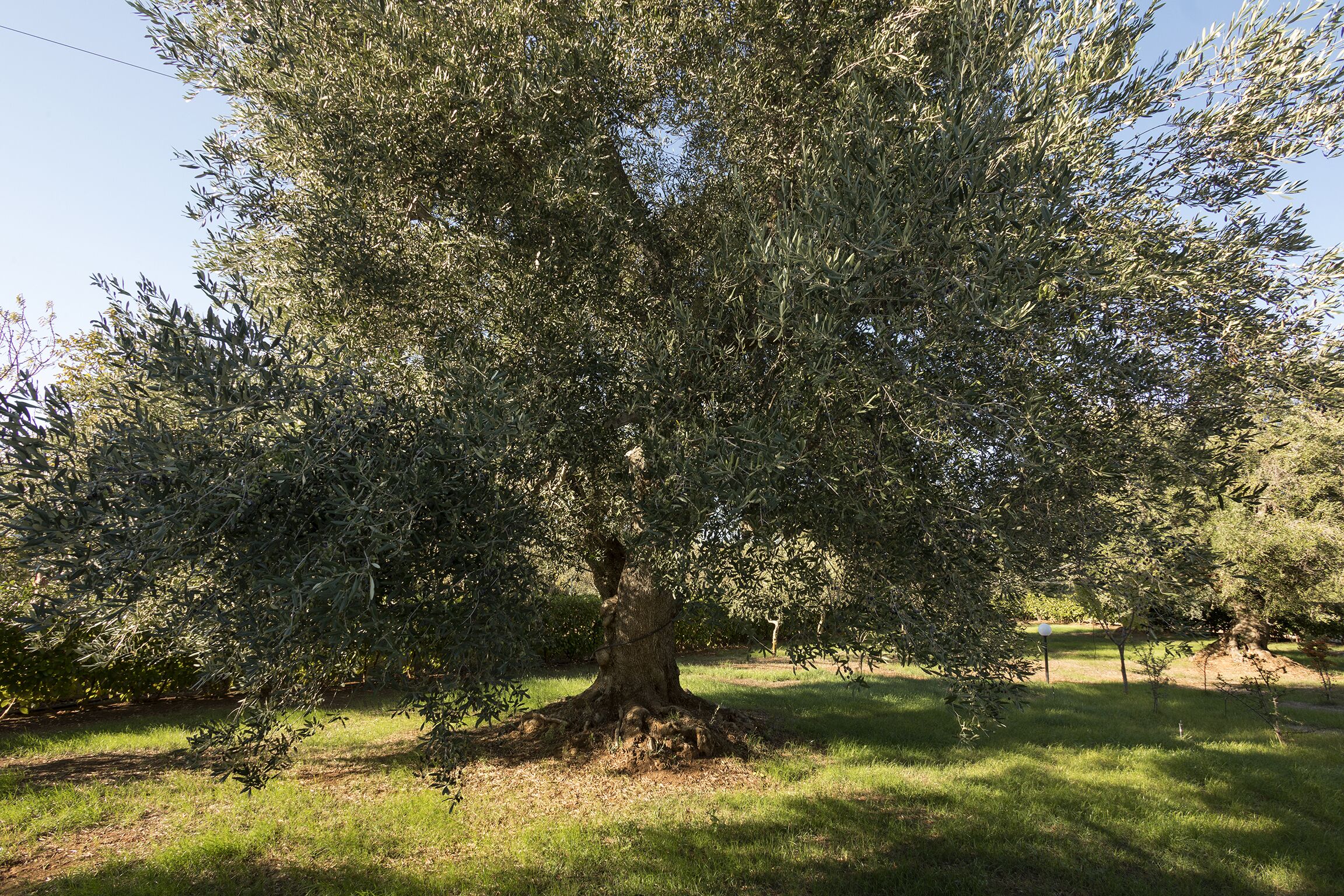 Un grand arbre à l’écorce épaisse et au feuillage dense, situé dans une zone herbeuse.