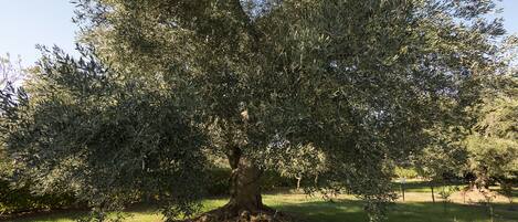 Un grand arbre à l’écorce épaisse et au feuillage dense, situé dans une zone herbeuse.