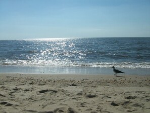 A beach with a seagull on the sand and the ocean in the background. - 2 MINUTE WALK TO BEACH IN BEAUTIFUL OCEAN CITY-FEET TO THE BEACH (Ocean City)