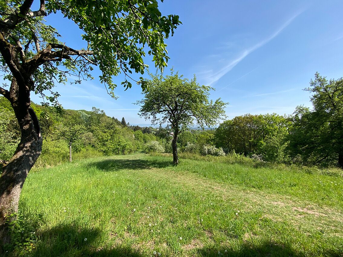 A grassy field with a single tree and a clear sky.