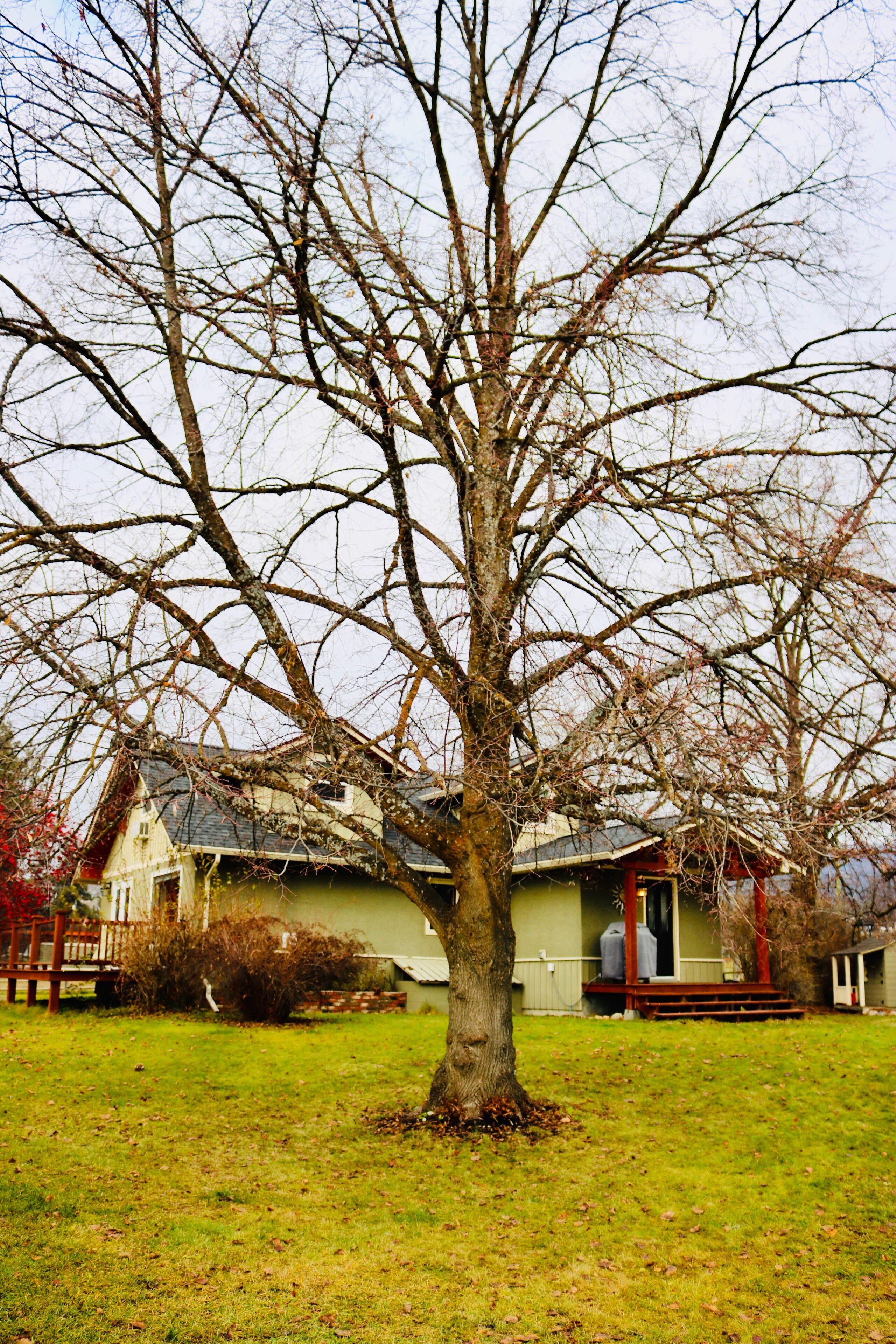 A house with a large tree in front, a porch, and a lawn.