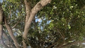 Three Adirondack chairs under a large tree in a park setting. - Private home, North End LBK. 2 Bedrooms 1 Bath On 2nd Floor only steps to beach (Longboat Key)