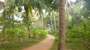 A dirt path winding through a lush, green forest with tall palm trees and dense foliage. - Sigiri Lodge (Sigiriya)
