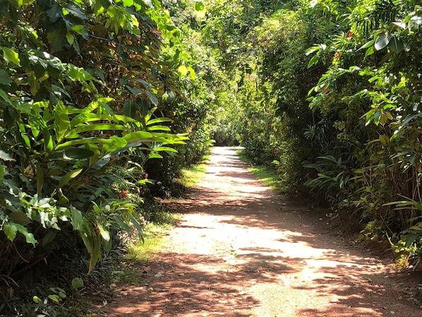 Un étroit sentier de terre bordé d’une végétation luxuriante.
